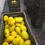 Mango ripening with ethylene using mini ripe ethylene generator in India.