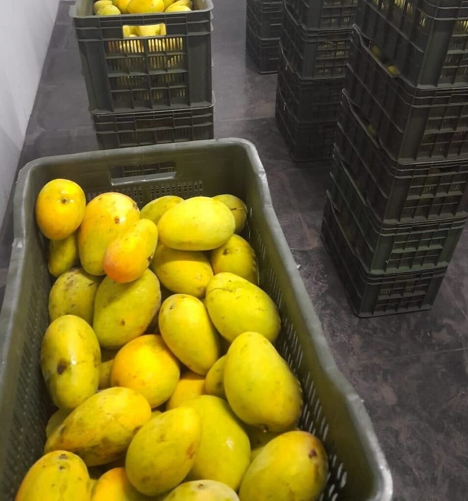 Mango ripening with ethylene using mini ripe ethylene generator in India.